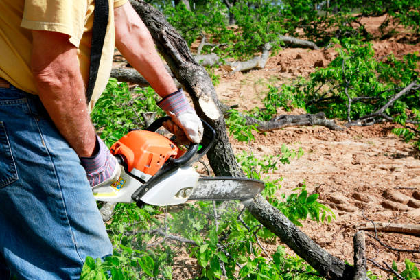 Best Tree and Shrub Care  in Cameron, MO